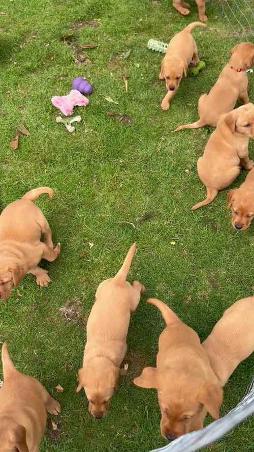 KC registered fox red Labrador puppies available for sale in North Yorkshire