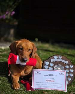KC Registered Fox Red Labrador Puppies for Sale in Bow, Devon | Image 1
