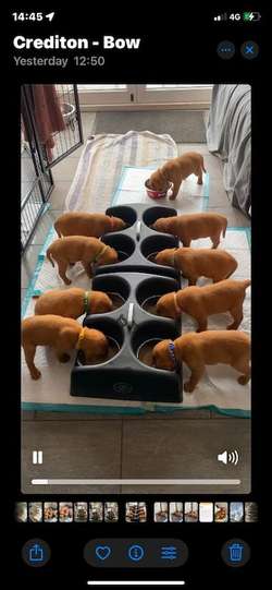 KC Registered Fox Red Labrador Puppies for Sale in Bow, Devon | Image 2