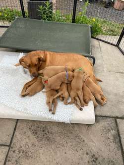 KC Registered Fox Red Labrador Puppies for Sale in Bow, Devon | Image 3