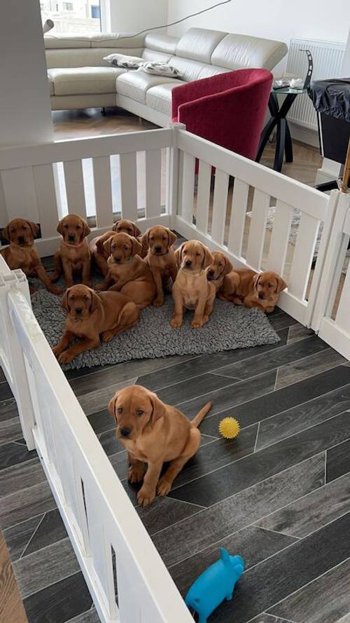 KC registered Fox Red Labrador puppies from 5th Generation Enhanced parents – for sale in Billingham, County Durham - Image 1