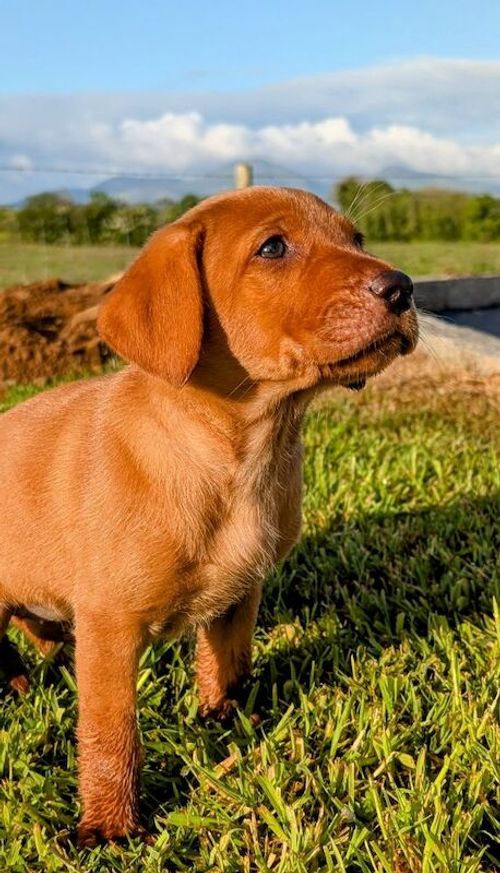KC Registered Fox Red Labrador Puppy - Ready NOW for sale in Downpatrick, County Down