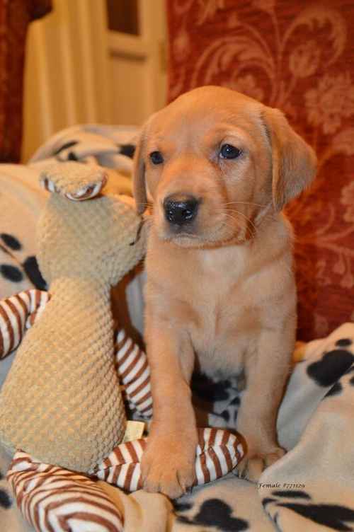 KC Registered Fox Red Labrador Pups available for sale in Crumlin, Antrim