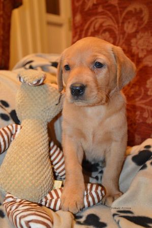 Labrador Retriever puppies for sale in Crumlin, Antrim – KC registered, 1 year old