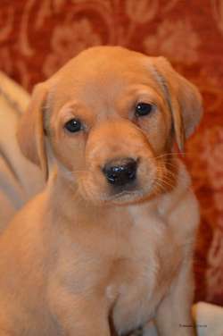 KC Registered Fox Red Labrador Pups available for sale in Crumlin, Antrim | Image 2
