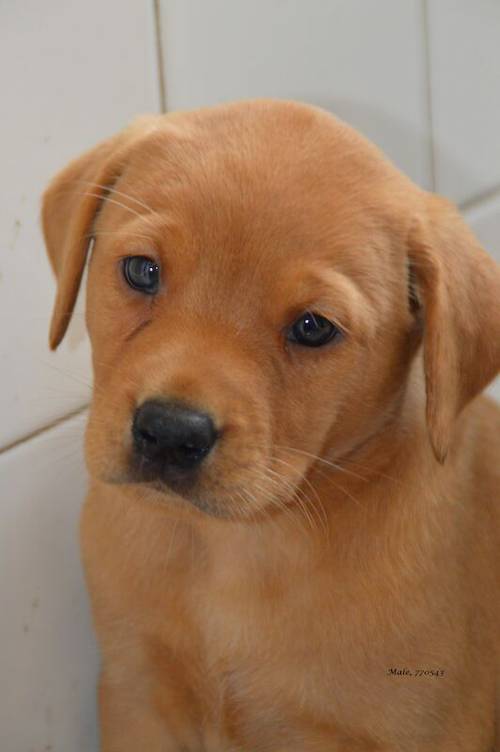 KC Registered Fox Red Labrador Pups available for sale in Crumlin, Antrim - Image 9