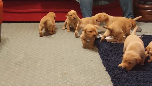 KC Registered Fox Red Labrador Pups available for sale in Crumlin, Antrim