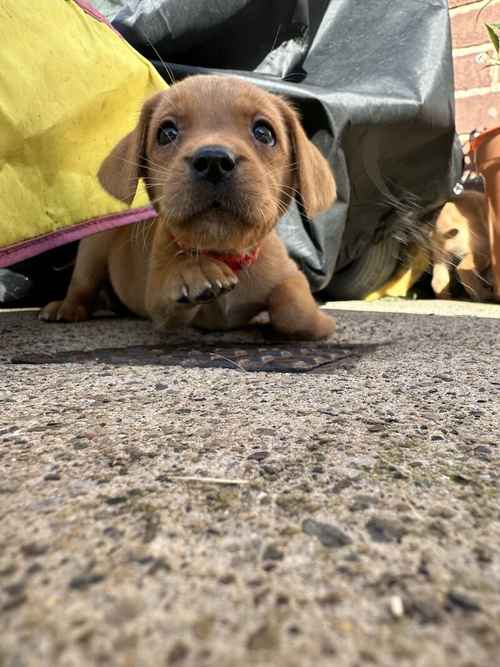 Kc registered fox red Labradors for sale in Chilton County Durham 