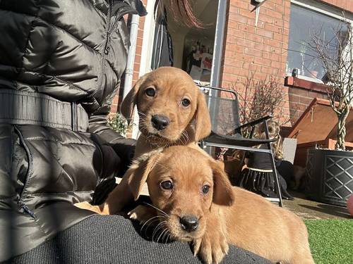 Kc registered fox red Labradors for sale in Chilton County Durham - Image 2