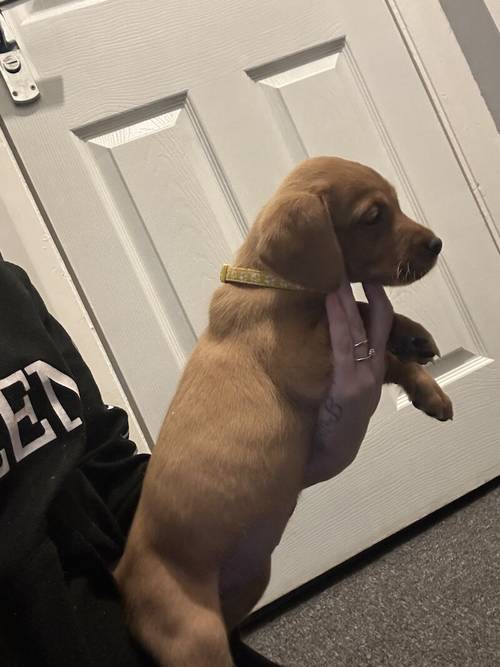 Kc registered fox red Labradors for sale in Chilton County Durham - Image 4