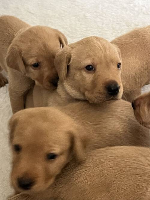 KC Registered Fox Red Labradors for sale in Norwich, Norfolk - Image 8