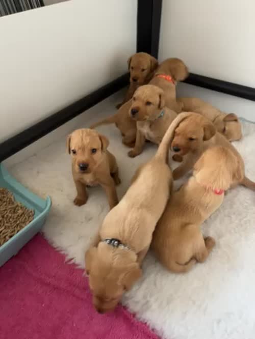 KC Registered Fox Red Labradors for sale in Norwich, Norfolk