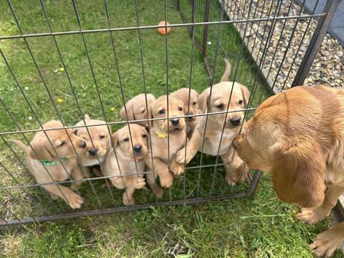 KC Registered Fox Red Labradors for sale in Norwich, Norfolk - Image 3