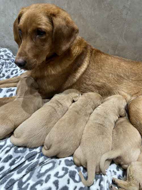 KC Registered Fox Red Labradors for sale in Trimdon, County Durham