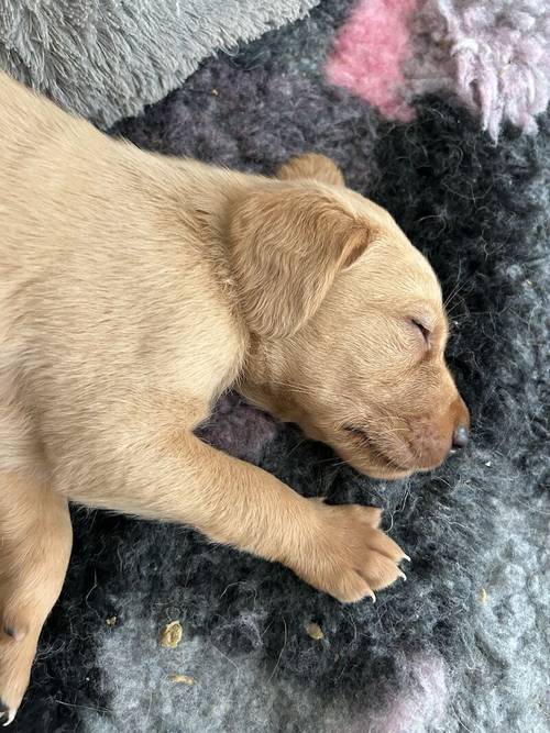 KC Registered Fox Red Labradors for sale in Trimdon, County Durham - Image 6