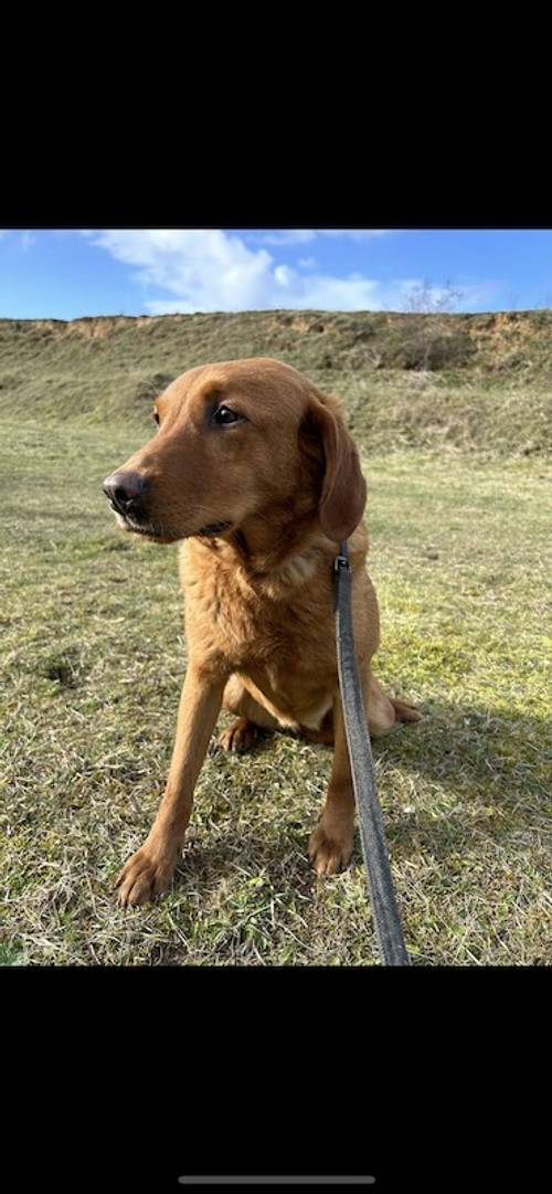 KC Registered Fox Red Labradors for sale in Trimdon, County Durham - Image 11