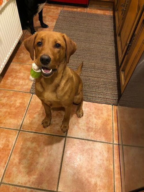 KC Registered Fox Red Labs for sale in Pickering, North Yorkshire