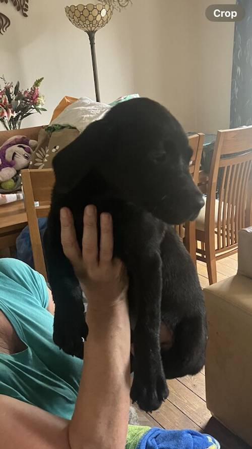 KC Registered (FTCH) Black Labrador Puppy's For Sale in Wakefield, West Yorkshire - Image 1