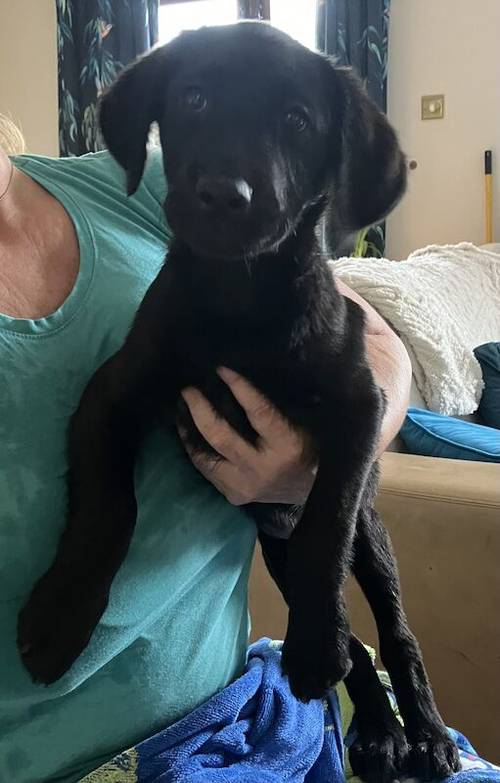 KC Registered (FTCH) Black Labrador Puppy's For Sale in Wakefield, West Yorkshire - Image 2