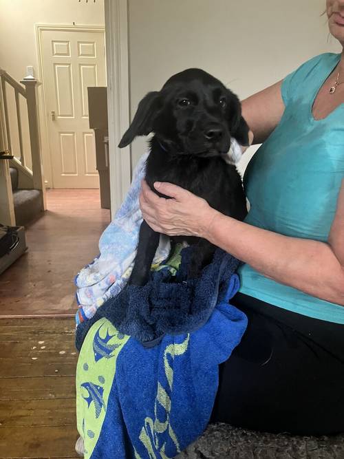 KC Registered (FTCH) Black Labrador Puppy's For Sale in Wakefield, West Yorkshire - Image 3