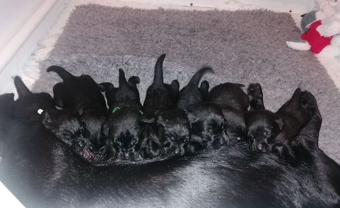 Labrador Retriever puppies for sale in Ashford, Kent – KC registered, 3 weeks old