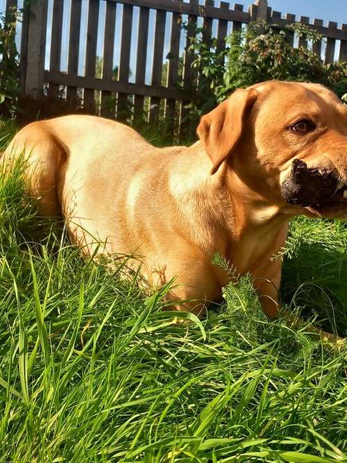 Kc registered full pedigree fox Red labrador for stud for sale in Havant, Hampshire