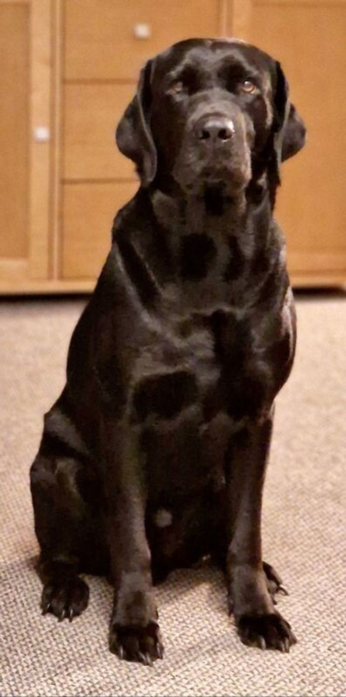 Labrador Retriever stud dog for stud in Chichester, West Sussex – KC registered, 3 years old
