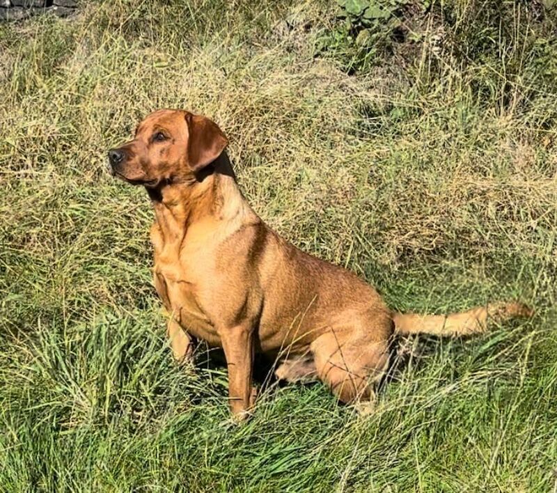 KC Registered & Fully Health Tested Fox Red Labrador Available for Stud 