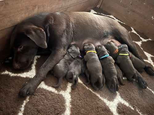 KC Registered Health Tested Chocolate Labradors for sale in Braintree, Essex