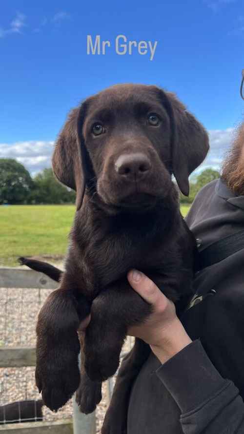 KC Registered Health Tested Chocolate Labradors for sale in Braintree, Essex