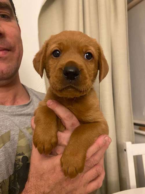 KC Registered, Health tested Fox Red Labrador puppies for sale in Derby, Derbyshire