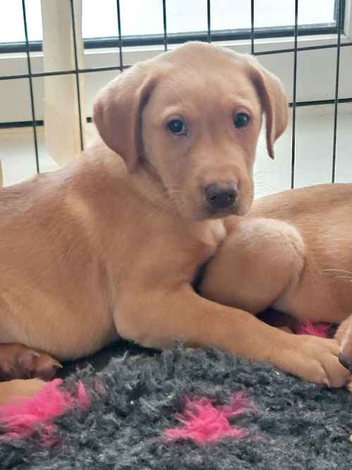Kc registered health tested fox red labradors for sale in County Durham