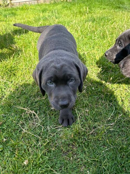 Kc registered health tested labrador puppys charcoal and silver for sale in Swithland, Leicestershire - Image 4