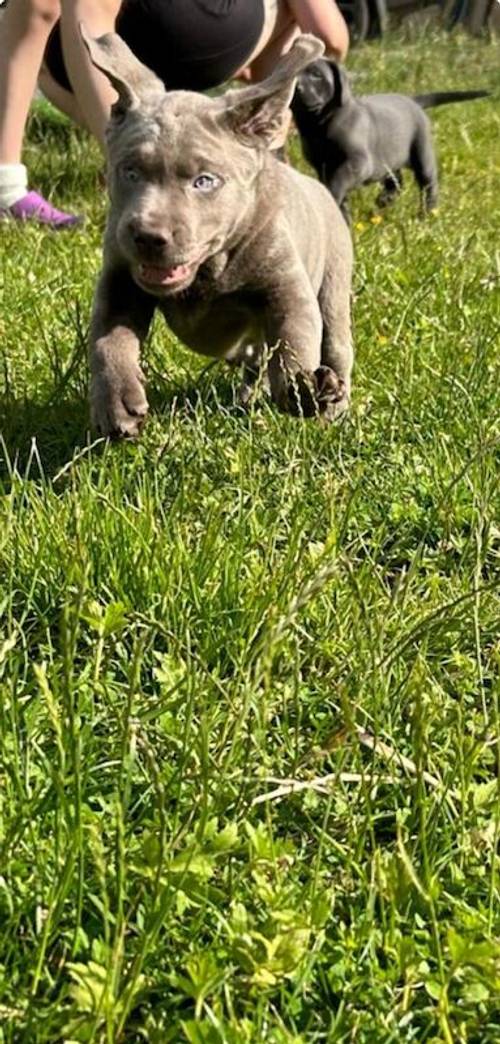 Kc registered health tested labrador puppys charcoal and silver for sale in Swithland, Leicestershire - Image 6