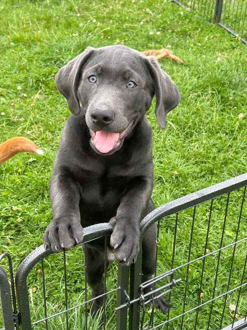 Kc registered labrador puppys charcoal and silver for sale in Swithland, Leicestershire