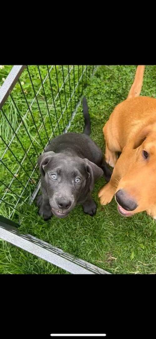 Kc registered labrador puppys charcoal and silver for sale in Swithland, Leicestershire - Image 3