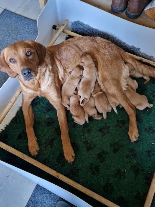 Kc registered health tested labradors. for sale in Malton, North Yorkshire