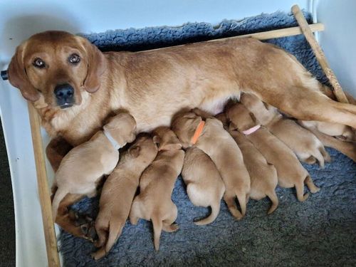 Kc registered health tested labradors. for sale in Malton, North Yorkshire