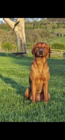 Kc registered health tested labradors. for sale in Malton, North Yorkshire | Image 2