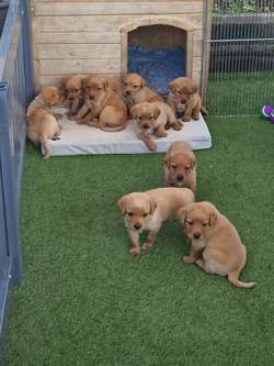 Kc registered health tested labradors. for sale in Malton, North Yorkshire | Image 3