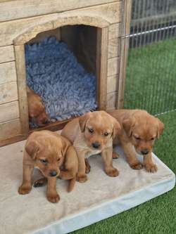 Kc registered health tested labradors. for sale in Malton, North Yorkshire | Image 4