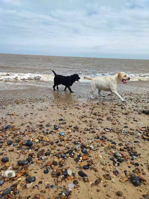 KC registered lab girls for sale in Lowestoft, Suffolk