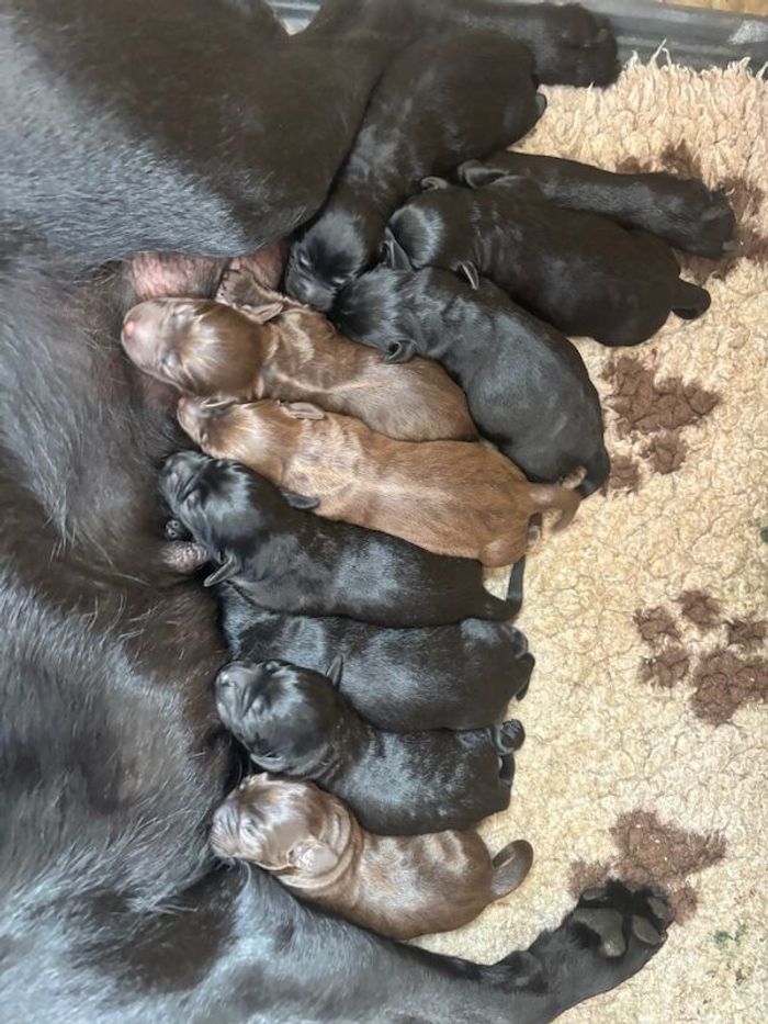 Labrador Retriever puppies for sale in Terrington St John, Norfolk – KC registered, 1 week old