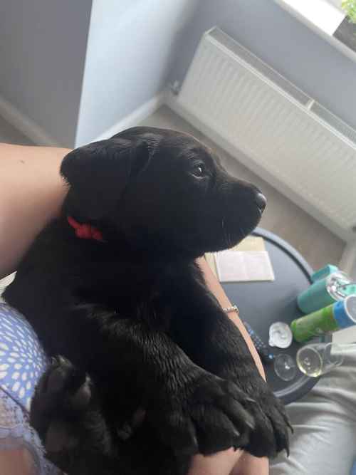 Stunning KC registered Labrador puppies £800 for sale in Stockton-on-Tees, County Durham
