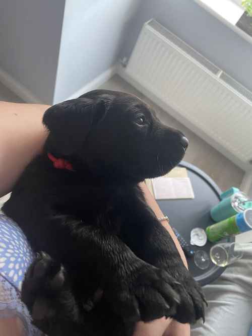 Last 2 girls, KC registered Labrador puppies £700 for sale in Stockton-on-Tees, County Durham