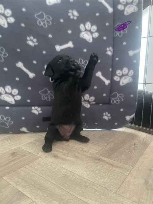 Last 2 girls, KC registered Labrador puppies £700 for sale in Stockton-on-Tees, County Durham