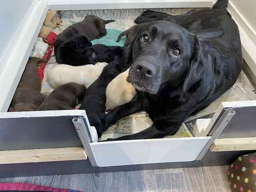 KC registered Labrador puppies 5 ⭐️ licensed breeder for sale in Morpeth, Northumberland