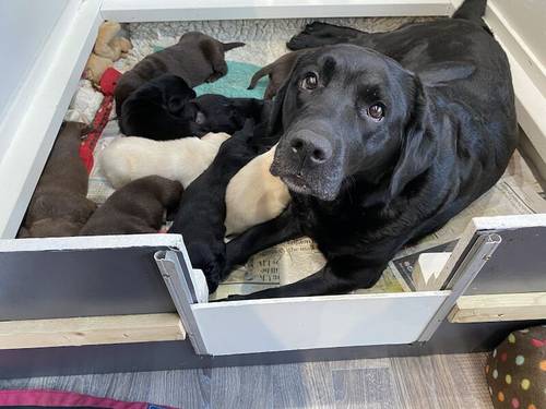 KC registered Labrador puppies 5 ⭐️ licensed breeder for sale in Morpeth, Northumberland - Image 7