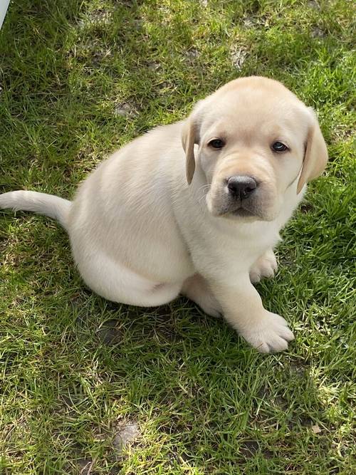 KC registered Labrador puppies 5 ⭐️ licensed breeder for sale in Morpeth, Northumberland - Image 1