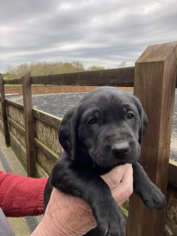 KC Registered Labrador Puppies For Sale in Colchester, Essex